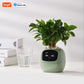Tuya Ivy Smart Planter – AI-Powered Interactive Plant Pot with Smart Sensors | Aura Decors